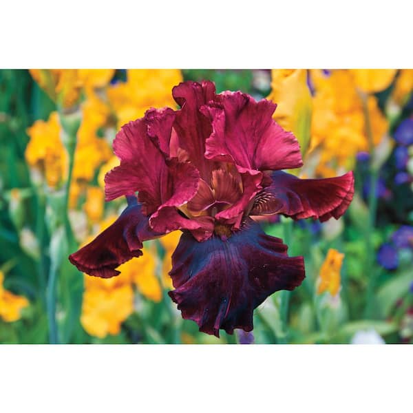 Breck's Medici Prince Bearded Iris Dark Deep-Red Flowers Live Bareroot Plant
