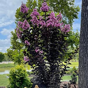 3 Gal. Thunderstruck Lavender Skies Crape Myrtle Flowering Deciduous Tree with Purple Flowers