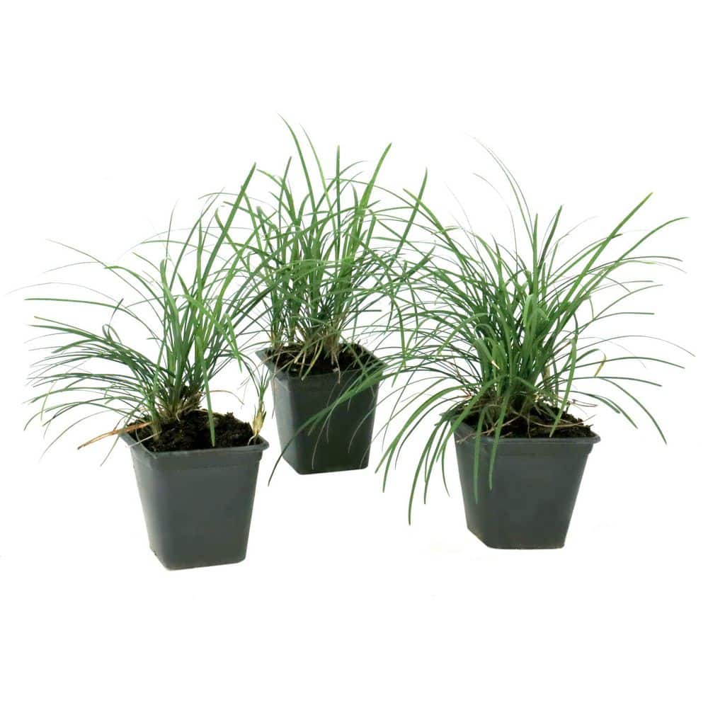 4 in. Mondo Grass Plant (3-Pack) price history on PriceWatchPro