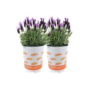 1 qt. Spanish Lavender Plant (2-Pack)