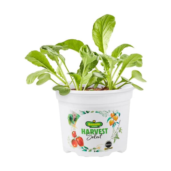 Bonnie Plants 25 oz. Harvest Select Easter Egg II Radish, Live Plant