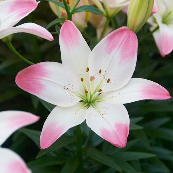 14 cm/16 cm, Sugar Love Asiatic Lily Flower Bulbs (Bag of 10)