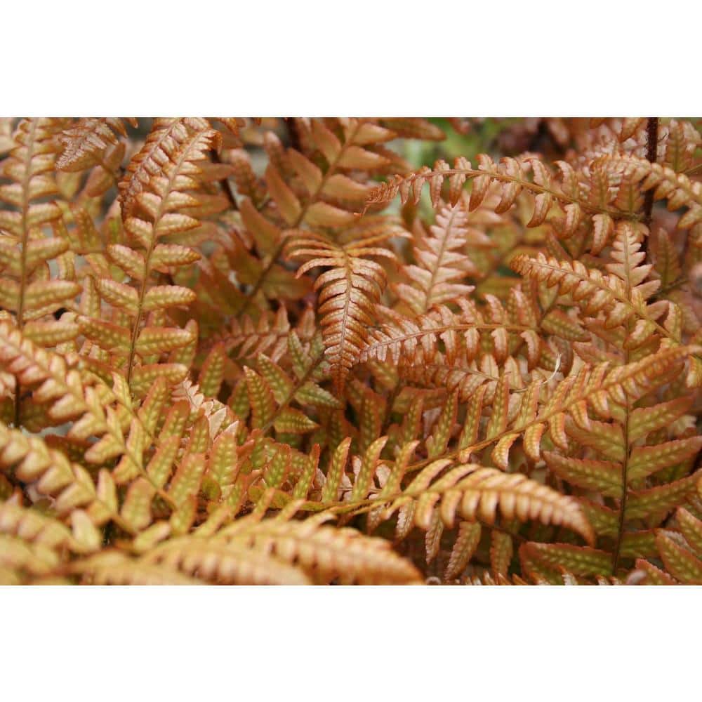 Bronze Venus Fern in 6-Inch Container with Exotic Textured Foliage