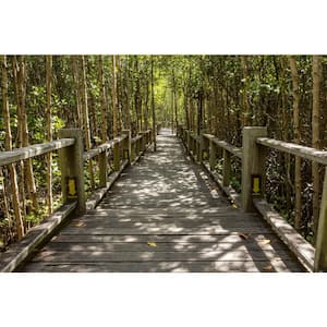 Photographic Mangrove Forest Landscapes Wall Mural