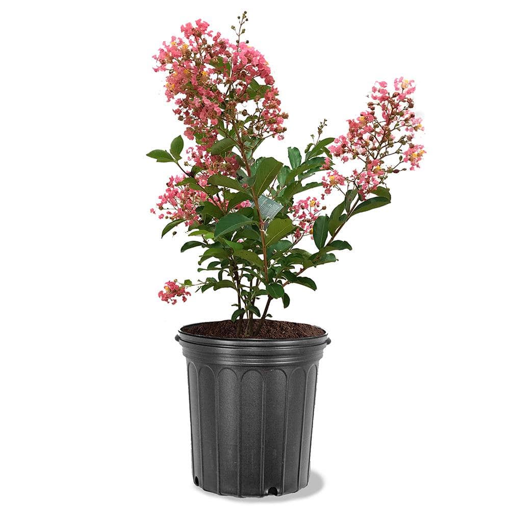 3 Gal. Pink Flowering Miami Crape Myrtle Tree CRMMIA03G - The Home Depot