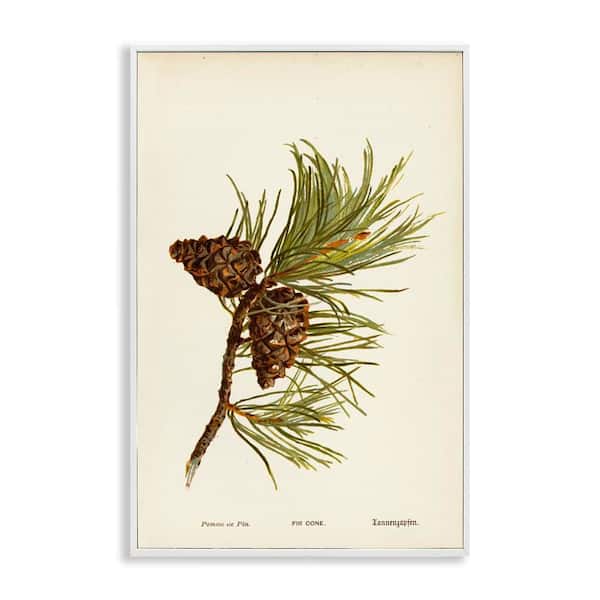 Fir Tree Cones by Tina Higgins Designs, Inc. White Framed Nature Giclee Art Print 18 in. x 12 in.