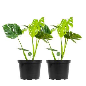 Monstera Deliciosa (Swiss Cheese Plant) in a 6in. Grower's Pot (2-Pack)