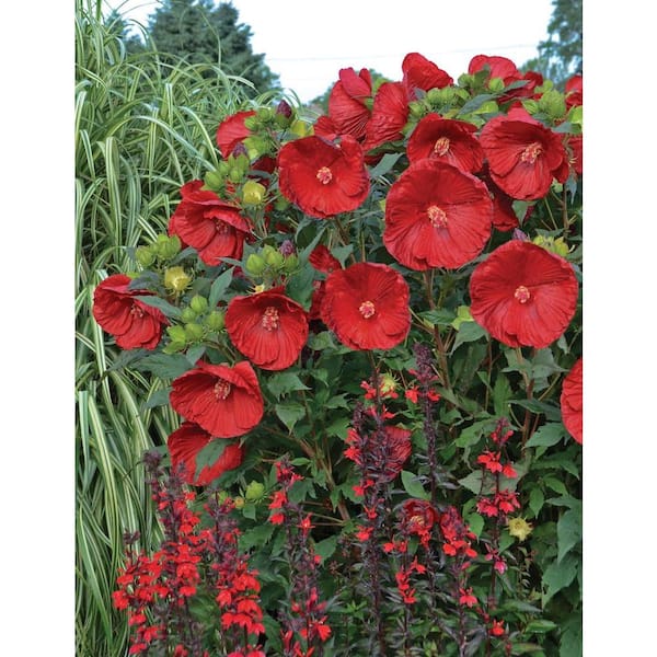 PROVEN WINNERS Summerific Cranberry Crush Rose Mallow (Hibiscus) Live Plant, Red Flowers, 3 Gal.