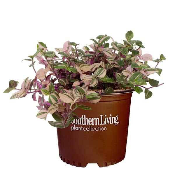SOUTHERN LIVING 2.6 qt. Tradescantia Tricolor Annual Plant