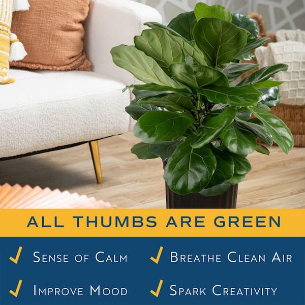 Costa Farms Fiddle Leaf Fig Indoor Plant in 8.75 in. Black Grower Pot, Avg.  Shipping Height 1-2 ft. Tall 10PAN - The Home Depot