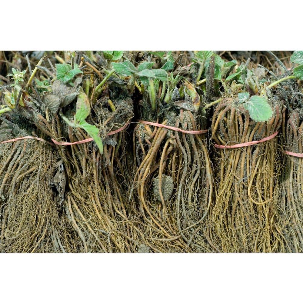 Eversweet Red Strawberry Plant Roots Set of 20