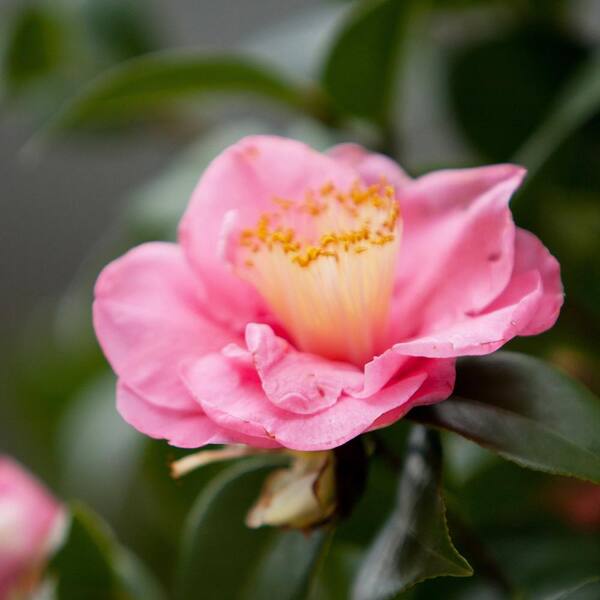 Perfect Plants 3 Gal. Debutante Camellia Shrub in Grower's Pot With Frilly Pink  Flowers THD00515 - The Home Depot