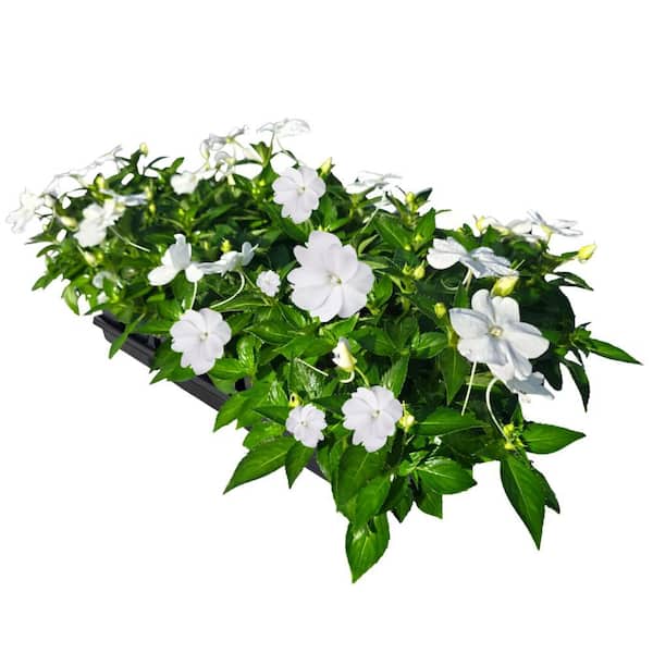 1.38 Gal. Compact White SunPatiens Impatiens Outdoor Annual Plant with White Flowers in Grower's Cell Pack (12-Pack)
