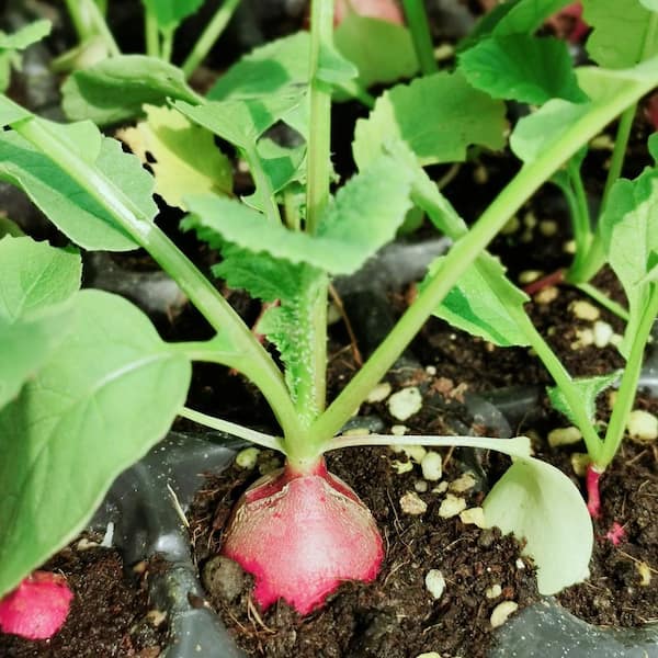 Seed Starter Kit 15" x 9" Plastic Tray with Humidity Vented Dome for Starting Seeds, 75-Cell, Reusable, 5-Pack