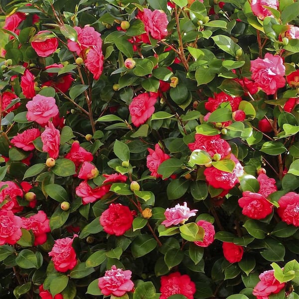 national PLANT NETWORK 1 Gal. Camellia Red Twister Shrub with Red