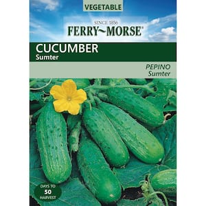 Cucumber Sumter Seed