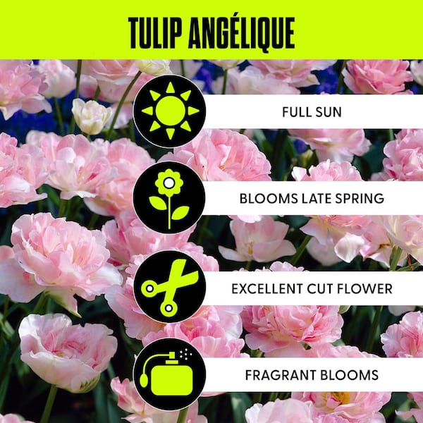 Tulips Bulbs Angelique (Set of 12)