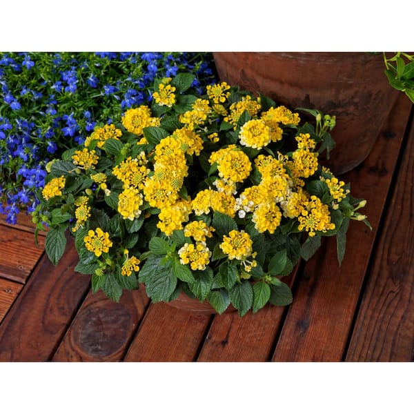Vigoro 1.5 PT Lantana 'Bandana Lemon Zest' Yellow Annual Plant