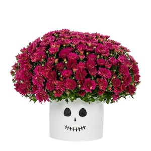 3 Qt. Live Purple Chrysanthemum (Mum) Plant for Fall Porch or Patio in Decorative Ghost Tin (1-Pack)