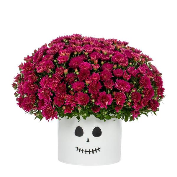 Vigoro 3 Qt. Live Purple Chrysanthemum (Mum) Plant for Fall Porch or Patio in Decorative Ghost Tin (1-Pack)