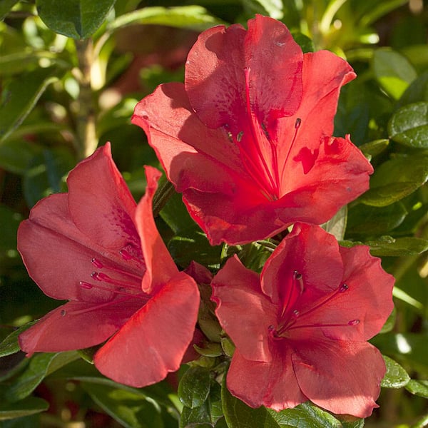 2 Gal. Autumn Sunset Shrub with Bright Red Flowers