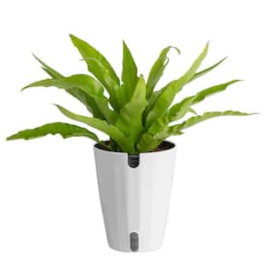 Bird's Nest Fern Indoor Plant in 6 in. Self-Watering Decor Pot, Avg. Shipping Height 1-2 ft. Tall