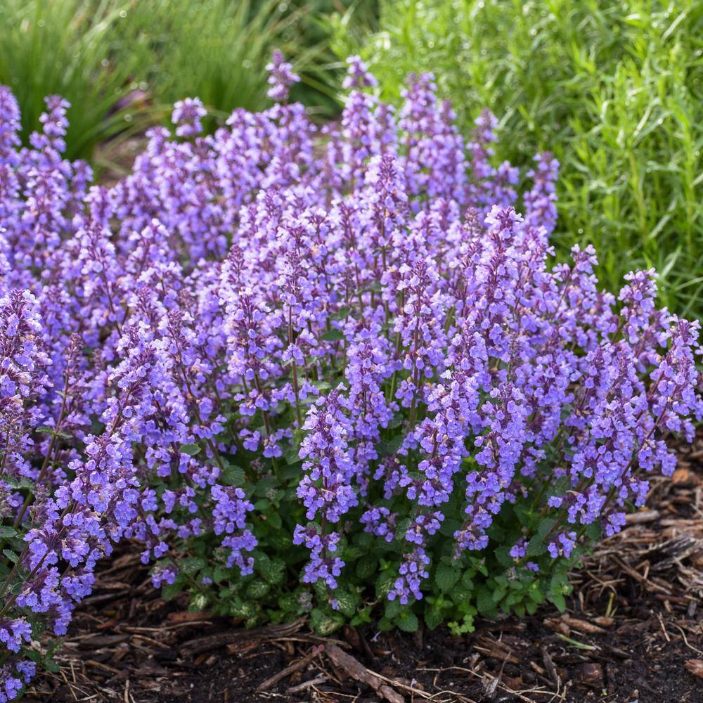 PROVEN WINNERS 1 Gal. Cat's Pajamas Catmint Live Perennial