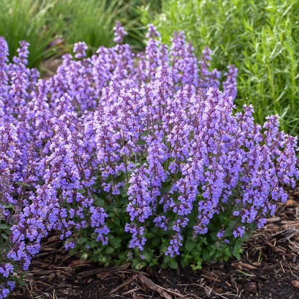 PROVEN WINNERS 1 Gal. Cat's Pajamas Catmint Live Perennial with Long Blooming Indigo Blue Flowers