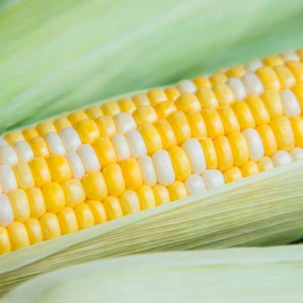 COB-TREATED-3 : 50 lbs - Treated Corn Cob Media