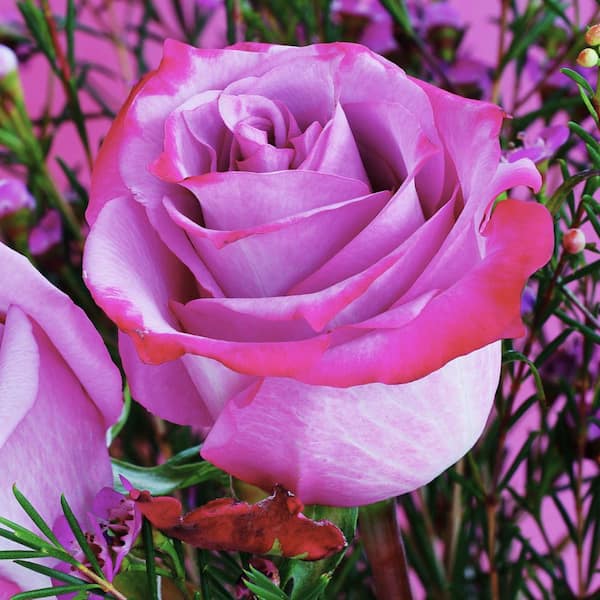 ♡ROSE♡ national PLANT NETWORK Bare Root Rose Paradise with Pink Flowers