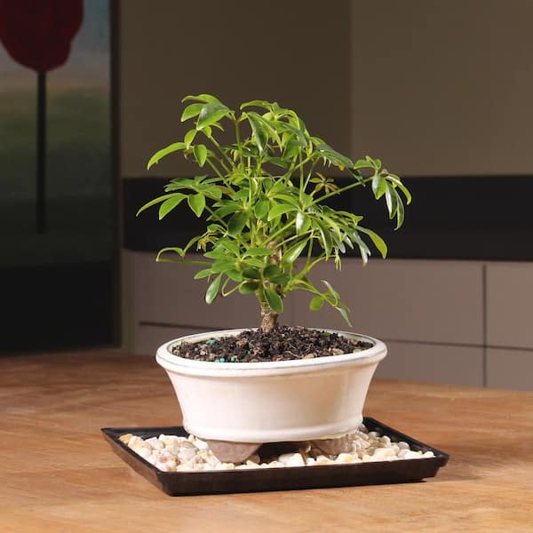 bonsai erde oder substrat Green Home Bonsai Erde main image 1