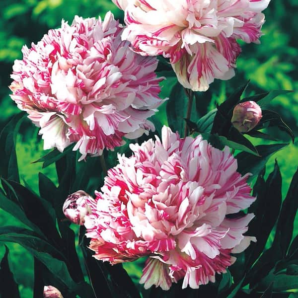 Spring Hill Nurseries Kirinmaru Peony (Paeonia), Live Bareroot Plant, White and Red Flowering Perennial (1-Pack)