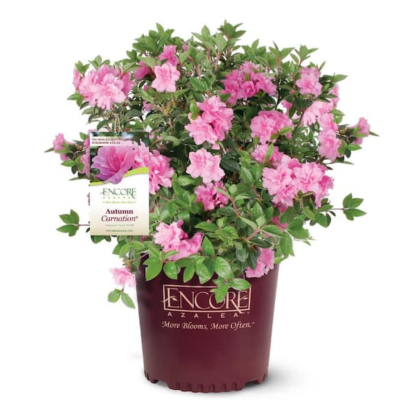 ENCORE AZALEA 3 Gal. Autumn Carnation Azalea Bush with Reblooming Ruffled Hot Pink Flowers - Low-Maintenance Evergreen Shrub