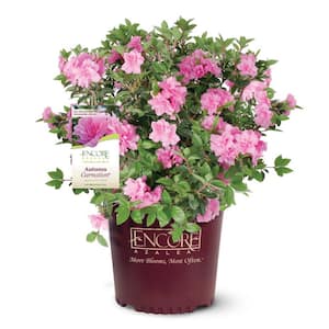 3 Gal. Autumn Carnation Reblooming Azalea Shrub with Pink Flowers