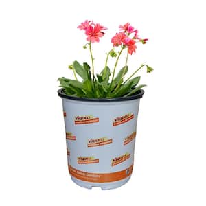2.5 qt. Lewisia Perennial Plant with Orange Flowers (1-Pack)