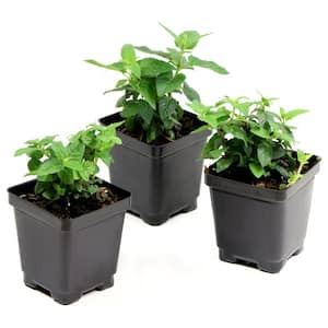 3.25 in. Monarda Bee Balm Collection Perennial Plants with multi-color Flowers (3-Pack)