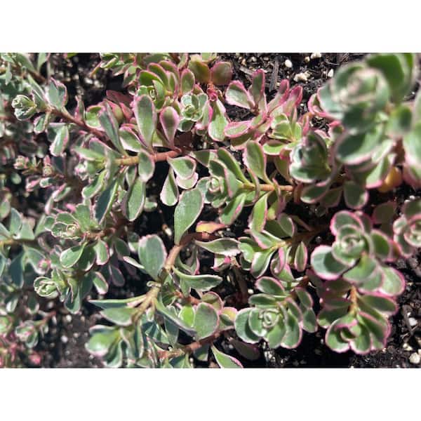 M✧succulent ·͜· ︎︎ᕷ il_340x270.3944117290_5zsa.jpg