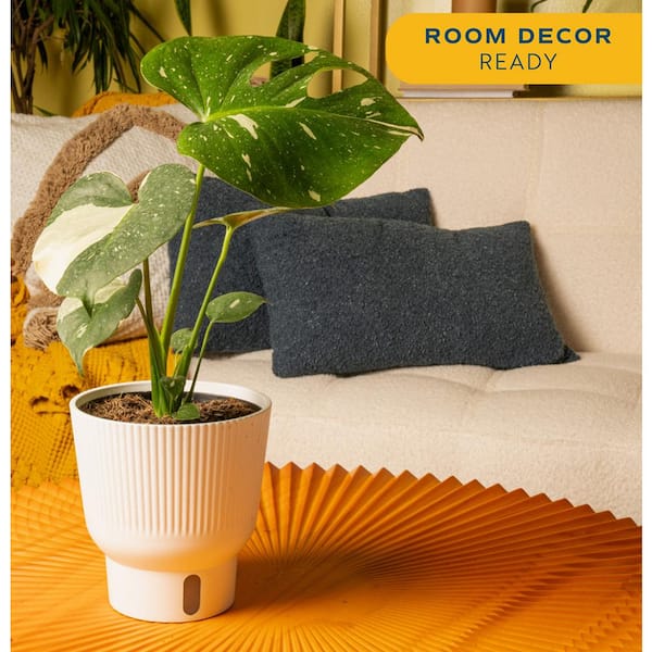 Trending Tropical Thai Constellation Indoor Plant in 6 in. Self-Watering Planter, Average Shipping Height 1-2 ft. Tall
