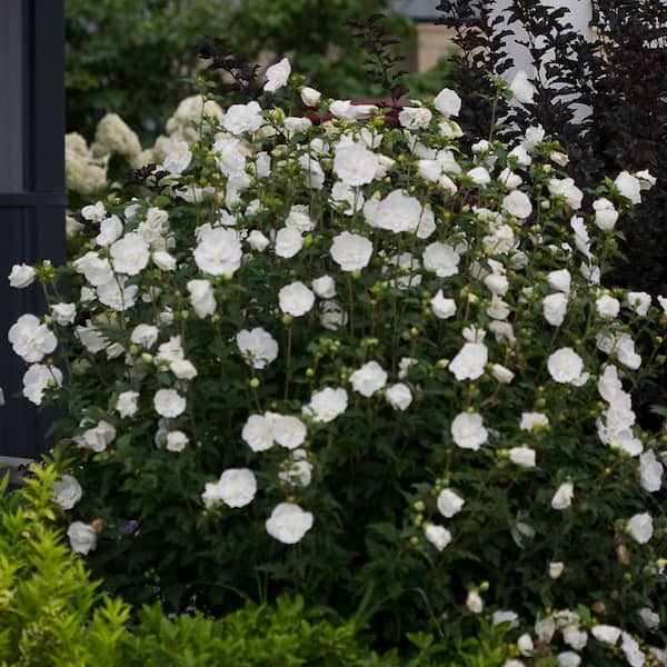 2 Gal. White Chiffon Rose of Sharon (Hibiscus) Live Shrub, White Flowers
