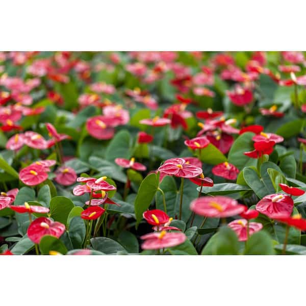 GCG Anthurium | Giant