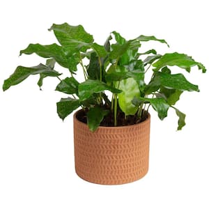 6 in. Calathea Network Plant in Decor Pot, 10-12 in. Tall