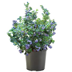 2.25 Gal. Bluegold Blueberry Plant with White Flowers and Green Foliage
