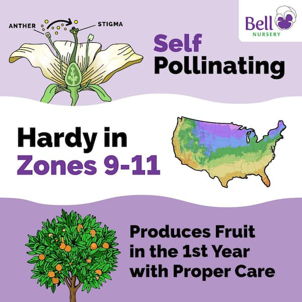 2 Gal. Concord Grape (Vitis 'Concord') Staked Live Fruit-Bearing Plant, Purple Grape Vine (1-Pack)