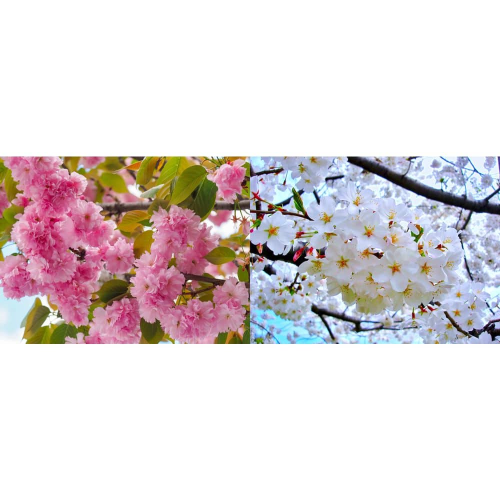 online-orchards-ornamental- online-orchards-ornamental-