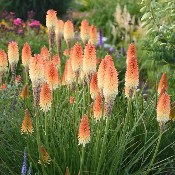 Proven Winners 0.65 Gal. Pyromania Hot and Cold Red Hot Poker Proven Winners 0.65 Gal. Pyromania Hot and Cold Red Hot Poker