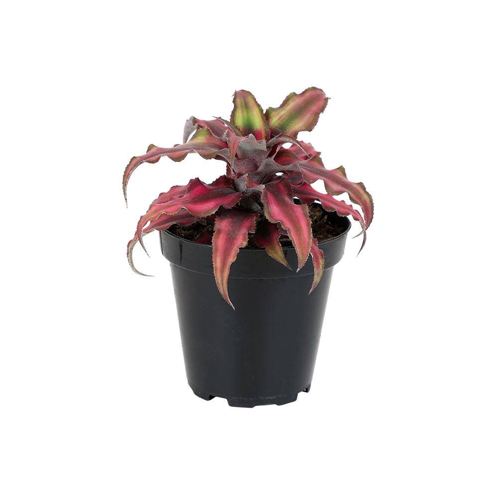 Colorful Potted Houseplant Altman Plants Live Cryptanthus Bromeliad Plant Earth Star House Plant in Pot Indoor Flowering Plant Bromeliads Live Plants in Soil Cryptanthus bivittatus Pink Star 