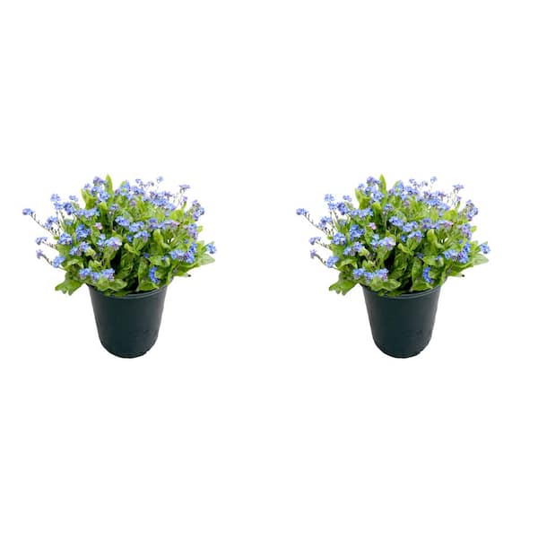 Unbranded Perennial Myosotis s. Bluesylva 2.5 QT - 2 Pack