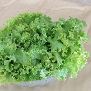 19 oz. Green Leaf Lettuce Plant
