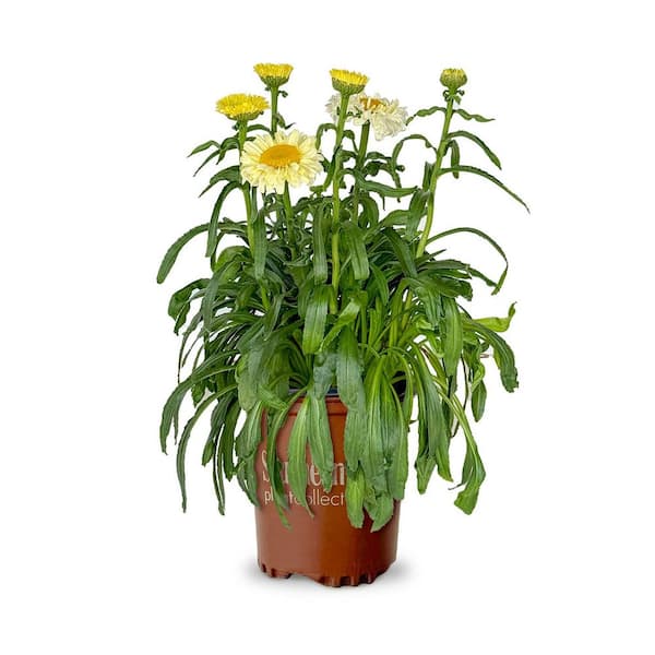 SOUTHERN LIVING 2.5 Qt. Real Charmer Leucanthemum, Live Perennial Plant, Yellow Blooms