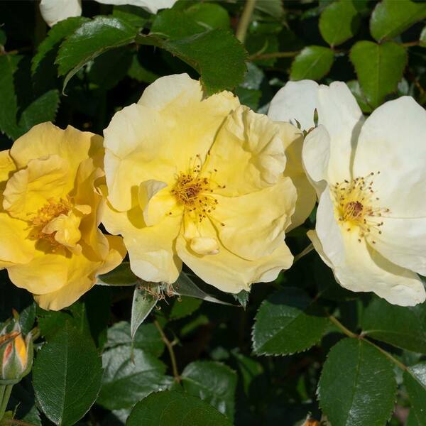 KNOCK OUT 1 Gal. White Knock Out Rose Bush with White Flowers 13170 - The  Home Depot